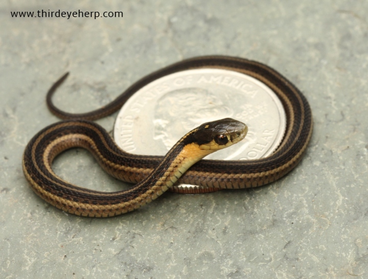 Butler's Garter Snake